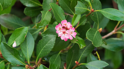 Beautiful flowers in bloom in Melbourne, Australia