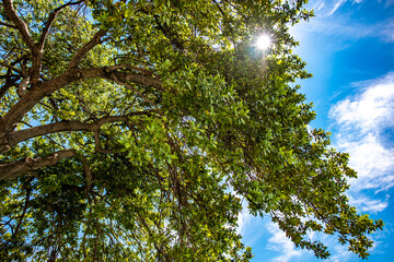 Volles grünes Blätterdach im Gegenlicht.