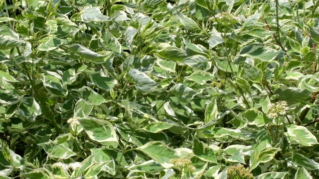4K: Natural seamless pattern of multicolored green leaves with a white ornament of a plant with the scientific name "White deren, variegated turf" sways in the wind in the sun, a place for text