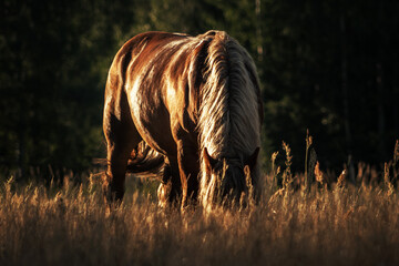 Polish chestnut cold blooded draft horse grazing in summer field in sunset.