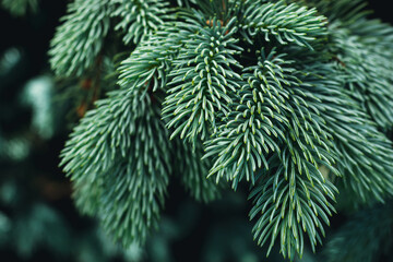 Spruce branches background