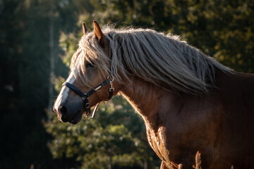 Polish chestnut cold blooded draft horse running forward. Animal portrait.