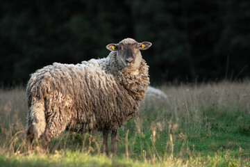 Wooly sheep alone in the summer pasture with long tail. 