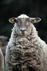 Friendly wooly sheep staring into the camera in summer on the dark natural background. Animal portrait.