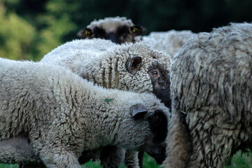 Herd of sheep, close view of the heads.