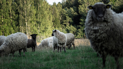 Fototapeta premium Herd of sheep in the summer sunset in the green pasture.