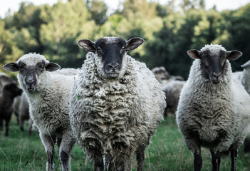 Three curious white  sheep with black heads looking into the camera. Animal portrait.