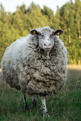 Cute female wooly sheep with spotted face walking on the grass in summer. Animal portrait.