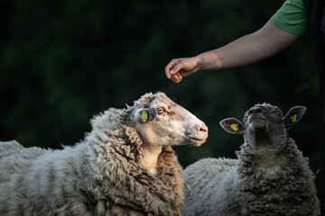 A person scratching sheep's head. Friendly relationship with livestock animals. 