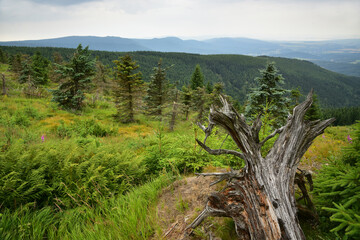 Fototapeta premium Smrk, Nove mesto pod Smrkem