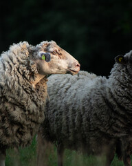 Wooly sheep with bold head portrait.