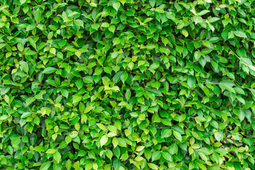 Fototapeta na wymiar green plant tree wall background texture