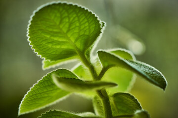 Small bright green plant with think hairs on the stem and leafs