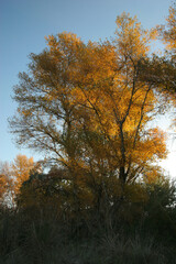 Árbol en otoño iluminado por el sol al amanecer. Río Segura, Cieza (Murcia-España).