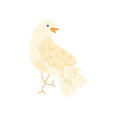 white dove bird