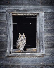 Owl on a window