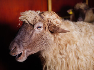 sheep inside the stable resting