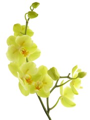 pink and yellow flowers  orchid Phalaenopsis close up
