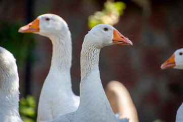 white goose on the farm