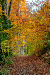 path in the autumn forest