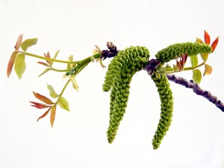 male and female flowers of walnut tree at spring 