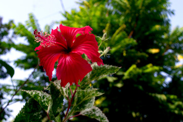 Soka flower in bloom with bright red color
