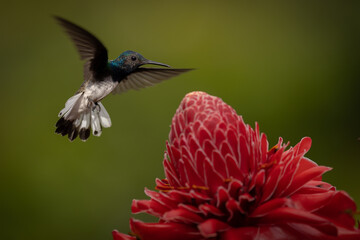 Weißnackenkolibri white-necked jacobin