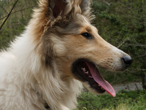 close up of a rough collie sheltie mix