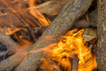 Bonfire made of branches of fruit trees. Flame flutters in wind. Sawn apricot wood. Process of preparing coals for barbecue. Close-up. Selective focus.
