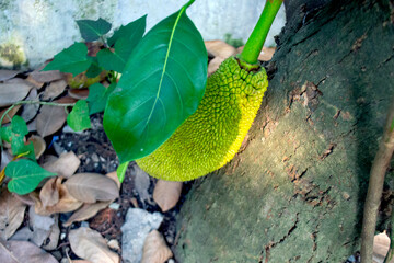 jackfruit fruit that is still growing under the leaf, place from Indonesia, asia