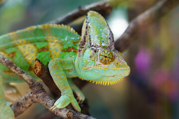 Obraz premium Brightly colored chameleon on tree branch looking at camera.