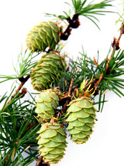 Obraz premium larch tree with growing new cones close up