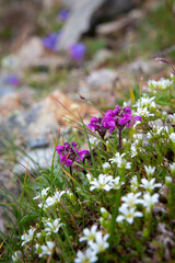 Flowers of alpine meadows on a background of stones. A summer day. Alpine flowers.