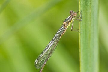 Libelle