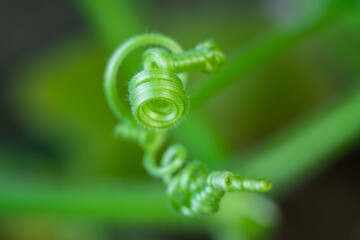 green leaves of vines or pumpkin plants