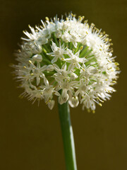 small white flowers of onion vegetable as decorative composition