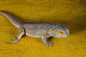 Portrait of an exotic Australian lizard Agama bearded