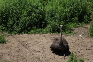 Common ostrich in a zoo in Swope Park, Kansas City, MO