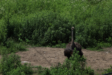 Common ostrich in a zoo in Swope Park, Kansas City, MO