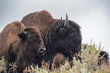 A pair of Bison inside Yellowstone National Park. - 445616303