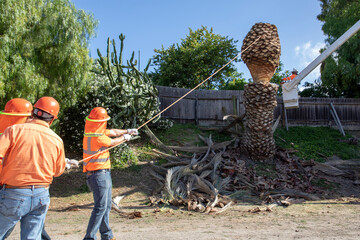 Palm Tree Removal Cutting Down with Chainsaw Professional