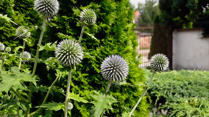 flower bed with globe thistles