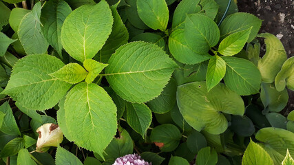 hydrangea leaves in close up