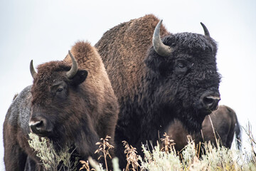 A herd of Bison in Yellowstone interact.