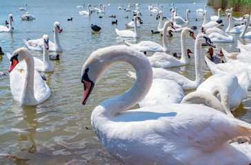 White swan flock in spring water. Beautiful white swans floating on water in search of food.