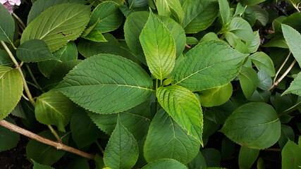 Fototapeta na wymiar hydrangea leaves in close up