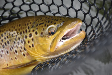 A brown trout with a fly in the net  - obrazy, fototapety, plakaty