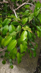 benjamina ficus foliage in close up
