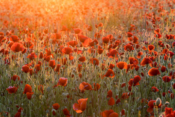 Red poppies field in rising sun rays
