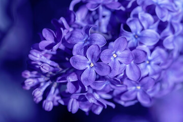 Fototapeta na wymiar Lilac flower pink spring background.